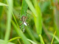 Wespenspinne Unterseite mit eingewickelter Beute